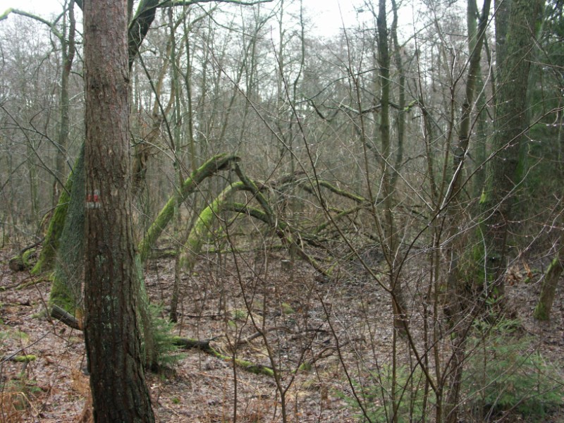 Hexenwald