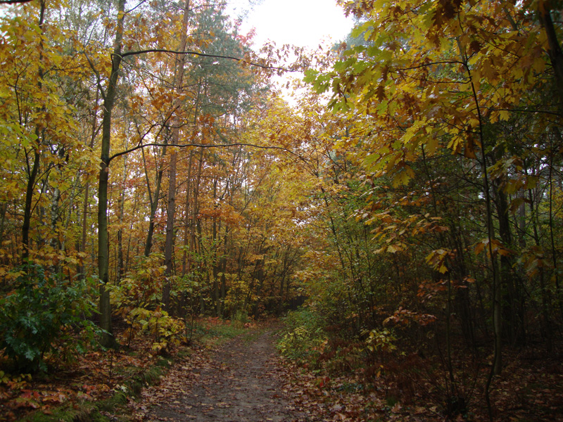 Herbstwald