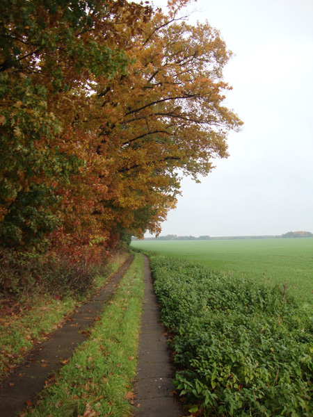 Herbstwald