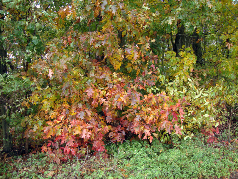 Herbstwald
