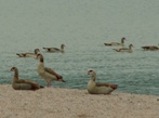 Enten